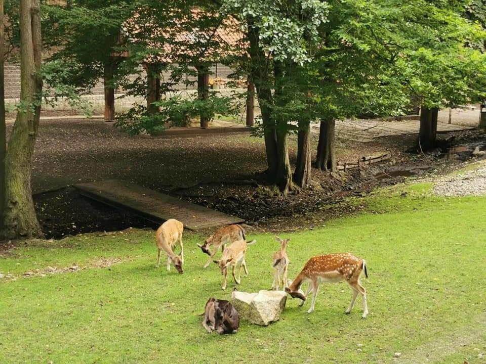 Ferienwohnung Reese- Horstmann Mit Hallenbad Und Sauna, Wlan "Harz Zu Jeder Jahreszeit" Bad Harzburg Buitenkant foto